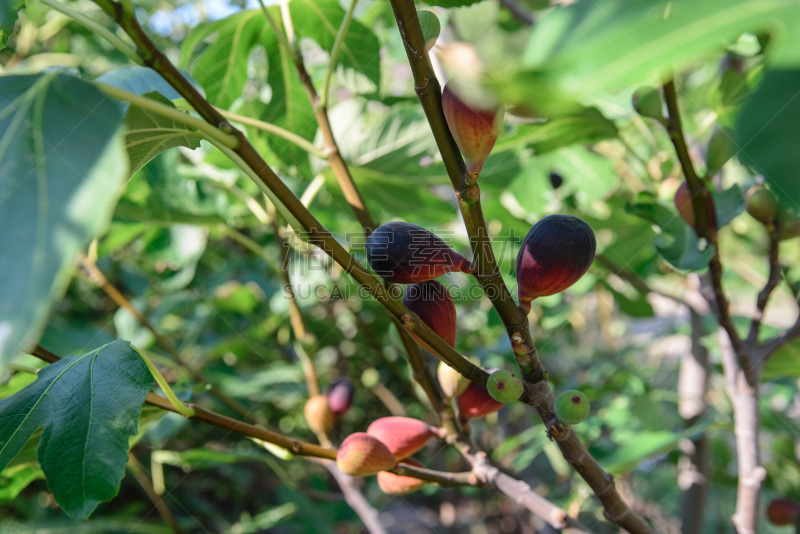 Branches of the fig