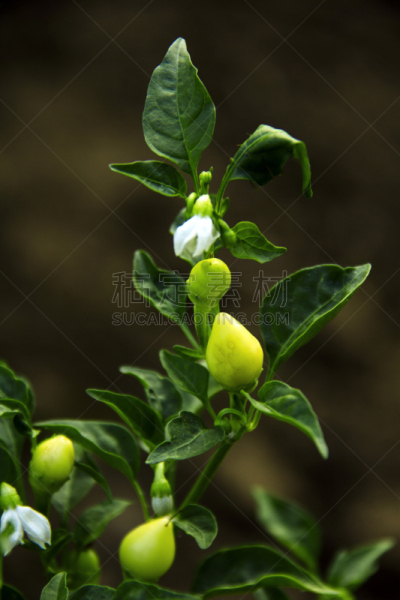 椒类食物,辣椒,植物,灌木,蔬菜,草本园,垂直画幅,植物属性,hungarian wax辣椒,无人