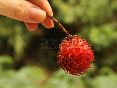 红毛丹,特写,水果,浆果,手印,水平画幅,素食,人群,夏天,泰国