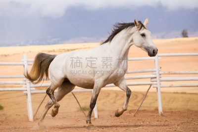 马,特写,图像,水笔,准确,赛马,水平画幅,马年,无人,大农场