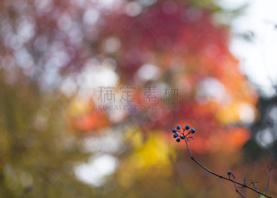 秋天,浆果,选择对焦,公园,褐色,水平画幅,枝繁叶茂,无人,九月,爱尔兰都柏林
