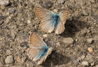 两只动物,蝴蝶,蓝色,chalk-hill blue butterfly,瑞士阿尔卑斯山,水平画幅,无人,动物身体部位,夏天,户外