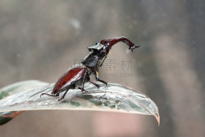 鹿角锹虫,褐色大鹿角锹虫,褐色,水平画幅,无人,巨大的,野外动物,特写,彩色图片,甲虫