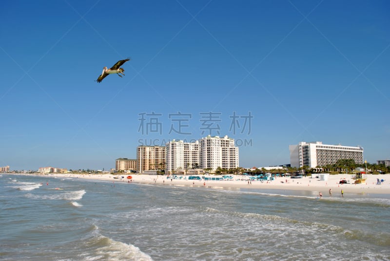 清水市,佛罗里达,天空,海湾沿海,水平画幅,沙子,鸟类,旅行者,海岸地形,户外