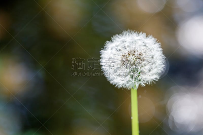 蒲公英,留白,水平画幅,无人,夏天,户外,特写,仅一朵花,田地,植物