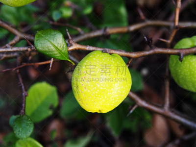 温柏,皱皮木瓜,茶花,自然,水平画幅,水果,秋天,无人,特写,红色