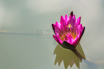 荷花,蓝色,粉色,深的,蜜蜂,水面,自然美,在上面,飞,复古