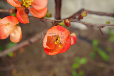 六月,水平画幅,无人,五月,特写,温柏,植物,植物学,灌木,波兰