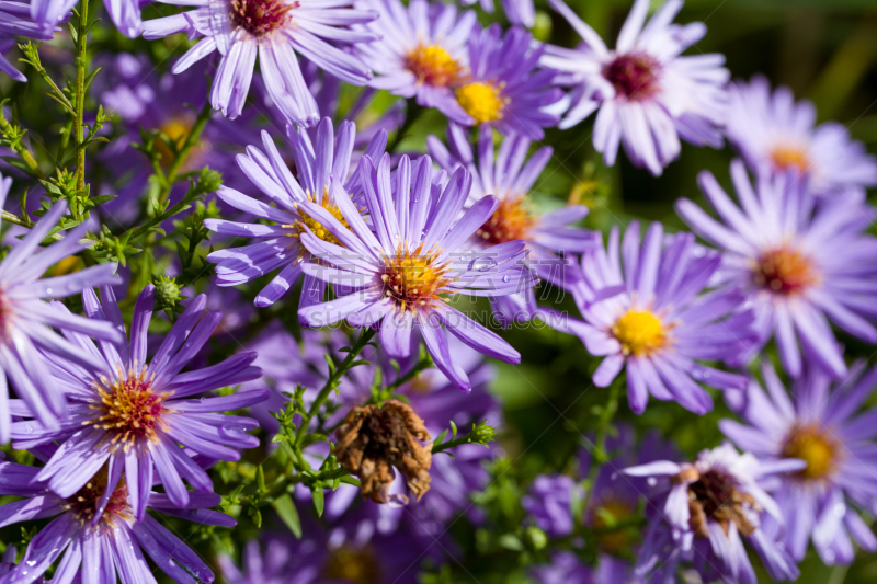 特写,bushy aster,自然,秋天,露水,浅的,选择对焦,园林,水,美