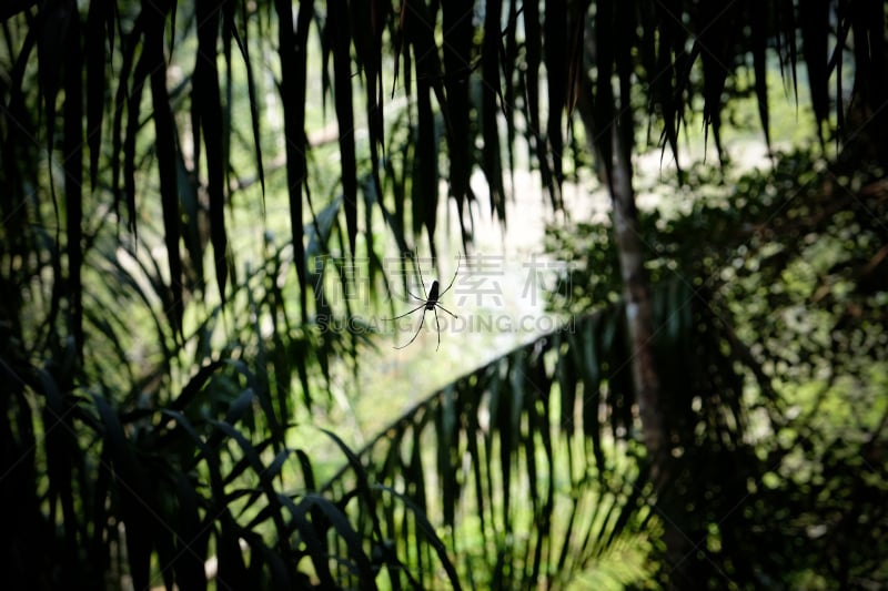 雨林,蜘蛛,鸡尾酒,圣依莲娜峡谷,巴克国家公园,国际生物圈保护区,婆罗洲岛,水平画幅,枝繁叶茂,无人