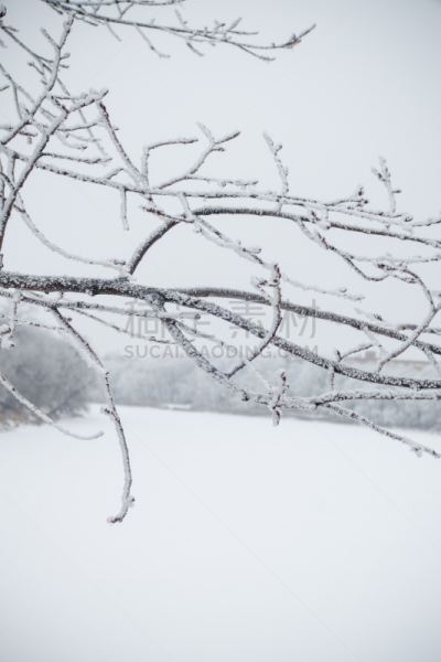枝,寒冷,环境,从容态度,霜,雪,天气,加拿大,温尼伯,植物