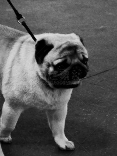 小的,狗,培训课,牧羊犬,受过训练的狗,鼠猎犬,哈巴狗,与众不同,驯狗员