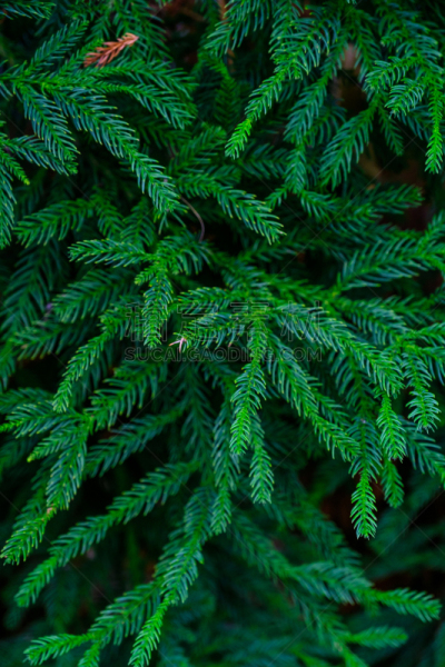 绿色,园林,西班牙,植物群,拥挤的,特内里费岛,垂直画幅,水,兰花,枝繁叶茂