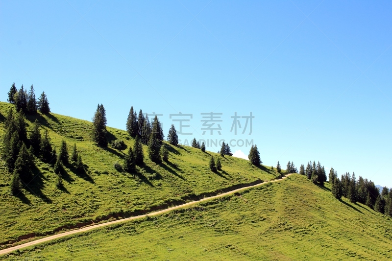 春白菊花,天空,美,水平画幅,夏天,云杉,草,自由,巴伐利亚,阳光光束