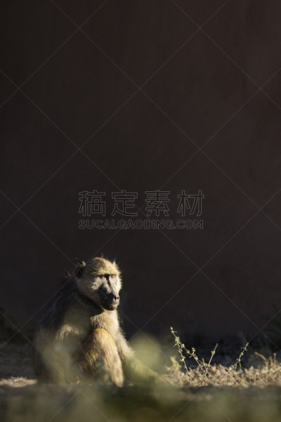 白昼,狒狒,日光,日光浴,第一名,猴子,万盖,达马拉兰,赞比亚,野生动物