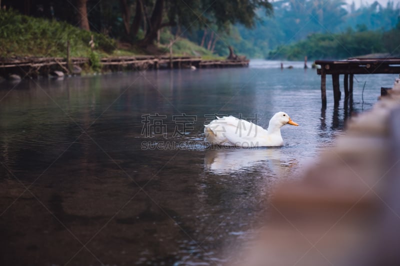 泰国,河流,白色,直的,农业,可爱的,湿,自然界的状态,自由,野生动物