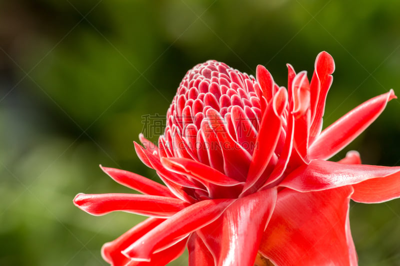 torch ginger, etlingera elatior flowers, red flowers