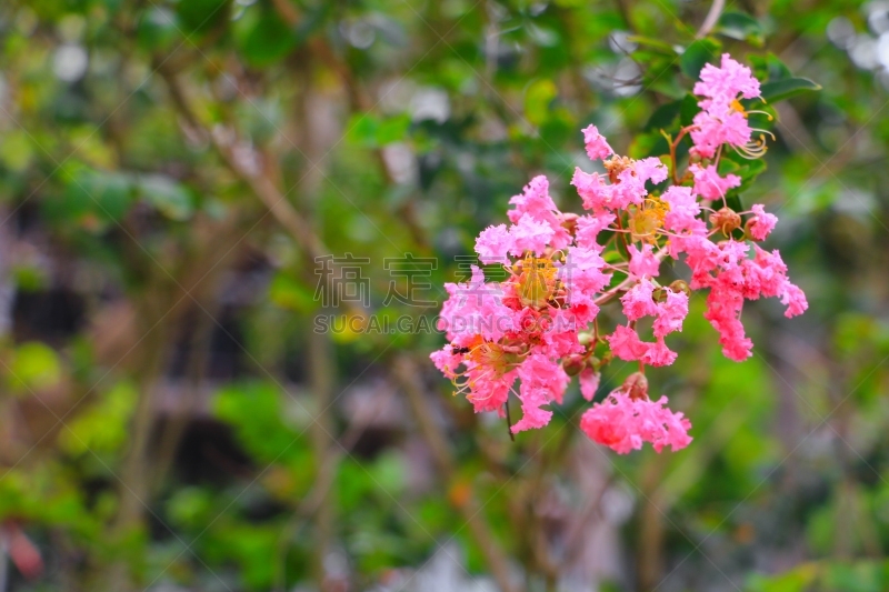 crepe myrtle tree,粉色,前景聚焦,浅的,选择对焦,美,公园,水平画幅,无人,光