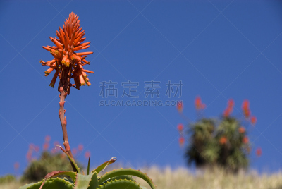 芦荟植物,南非,白昼,晴朗,wild aloe,非洲芦荟,单子叶植物,天门冬目,天空,美