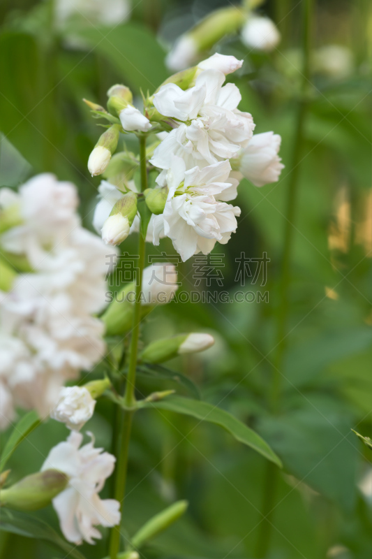 肥皂草,自然,垂直画幅,无人,soapweed,芦笋,图像,特写,石竹类属植物,石竹科