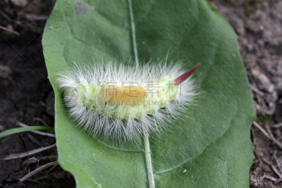 毛虫,草丛,水平画幅,蝴蝶,无人,2015年,动物,苍毒蛾,蛾毛虫,昆虫
