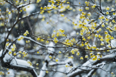 雪,李子,天空,美,水平画幅,无人,特写,明亮,自然公园,植物