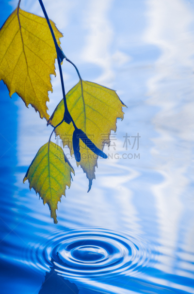 叶子,雨滴,波纹,白桦,在上面,水,垂直画幅,湿,纯净,特写