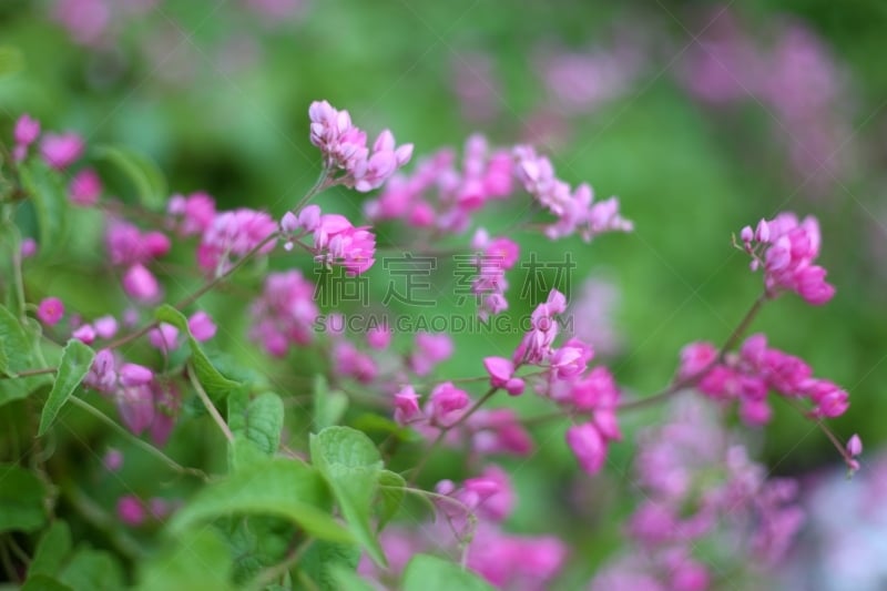 有蔓植物,珊瑚,蜂王,宝石,式样,水平画幅,美人,spa美容,户外,特写