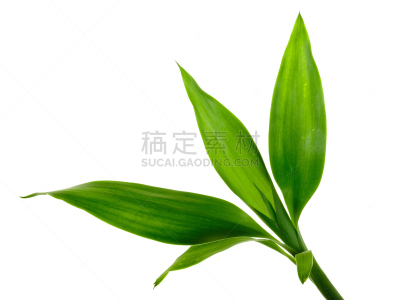 竹,水平画幅,绿色,枝繁叶茂,秧苗,无人,白色背景,背景分离,富贵竹,竹子叶