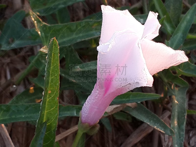 牵牛花,彩色背景,鸭跖草,水平画幅,光效果,无人,早晨,清新,叶子,绿色背景