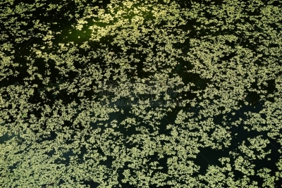 童年,绿色,水,水平画幅,无人,泥土,湿,夏天,沼泽,户外