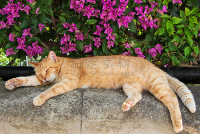 姜黄色的猫,野生猫科动物,卡布里镇,水平画幅,无人,野猫,红色,宠物,猫,卡普里
