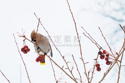 连雀,天空,美,水平画幅,鸟类,户外,特写,雪松连雀,北美歌雀,俄罗斯