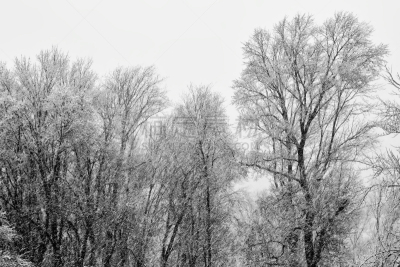 东北风,捕获的,水平画幅,雪,无人,户外,树林,植物,冬天,从容态度