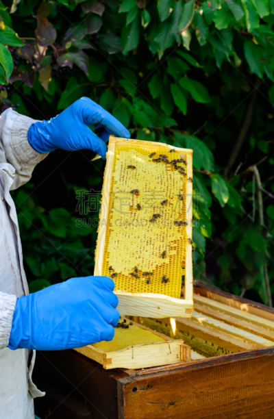 边框,蜂蜜,蜂箱,beekeeper,农业,食品,肖像,动物,设备用品,蜜蜂