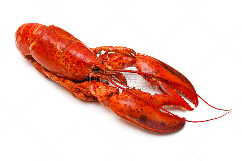 龙虾,红辣椒,水平画幅,无人,有机食品,白色背景,海产,背景分离,美味,食品