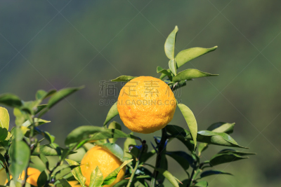 日本柑橘,日本,柑橘属,自然,水平画幅,水果,秋天,无人,有机食品,户外