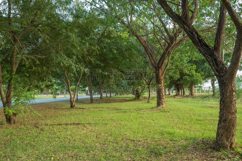 雨豆树,草,街道,萨满教,巨大的,自然,公园,水平画幅,绿色,景观设计