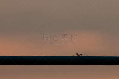 蚂蚁,金属丝,早晨,褐色,水平画幅,热带雨林,殖民地式,特写,泰国,雨林