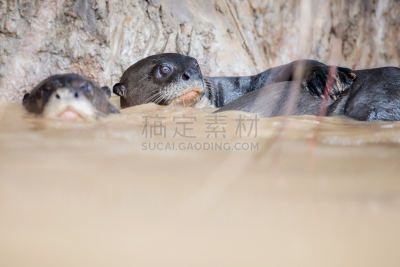 巨大的,自然,河獭,南美,水,动物嘴,动物身体部位,野外动物,潘塔纳尔湿地,美洲
