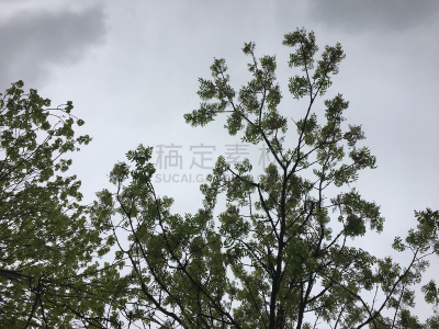 灰树,五月,鹭管鱼,自然,水平画幅,无人,艾克塞特,爱塞特,植物,英国