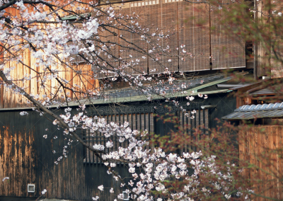 樱之花,祗园,东山区,京都府,水平画幅,档案,无人,户外,滨水,京都市