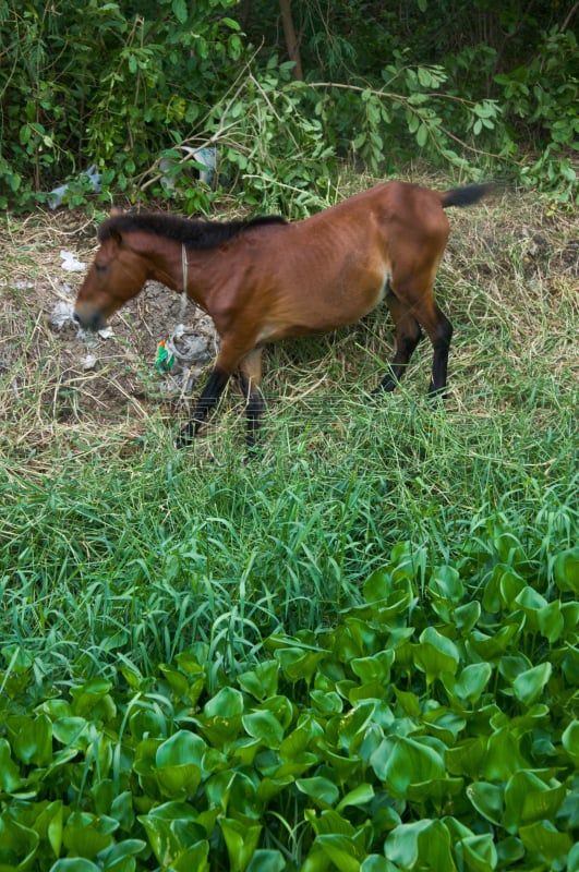 运河,马,凤眼莲,伊斯帕尼奥拉岛,自然,垂直画幅,褐色,纯种犬,动物身体部位,草