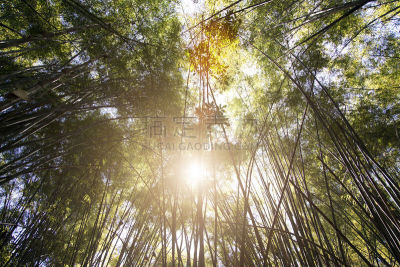 天空,竹,高大的,自然,水平画幅,地形,秋天,无人,日本,抽象