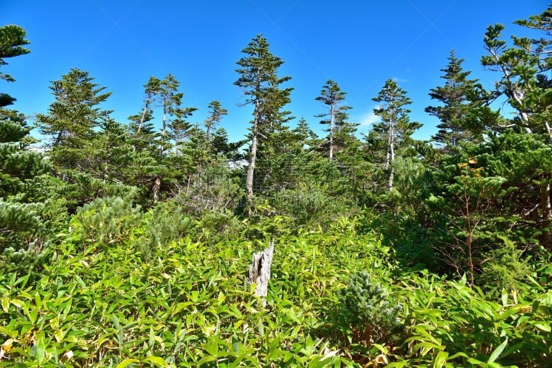 长野县,日本,山,动物足,御岳山,自然,水平画幅,无人,东亚,户外