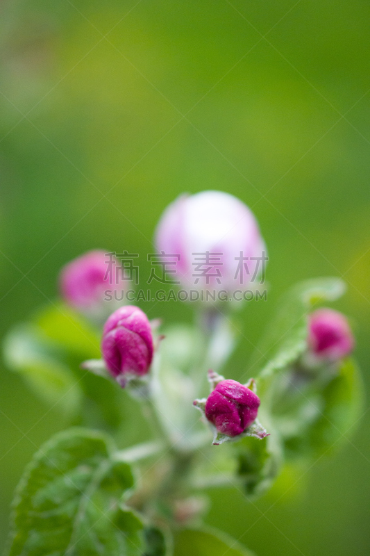 苹果,枝,花朵,果园,垂直画幅,美,特写,花束,花蕾,白色