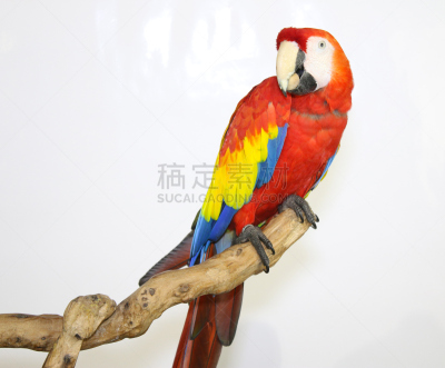 猩红色金刚鹦鹉,枝,色彩鲜艳,鹦鹉,分离着色,白色,水平画幅,无人,鸟类,动物身体部位