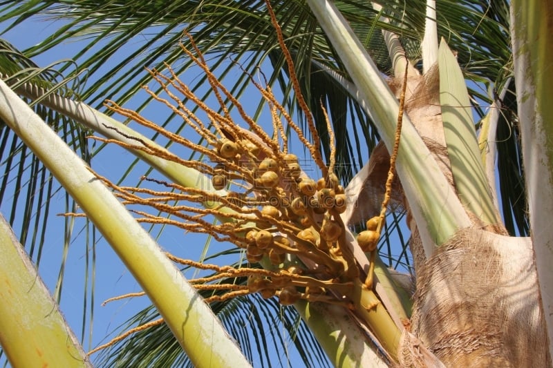 桑吉巴尔,椰子树,椰子,特写,水果,坦桑尼亚,花蕾,非洲,雌花,pericardium