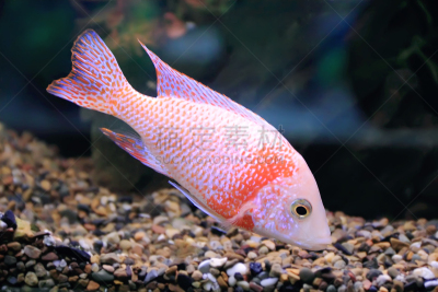 水族馆,鱼类,野生动物,黄高鳍刺尾鱼,水平画幅,水下,颊纹鼻鱼,鱼缸,条纹,蓑鲉