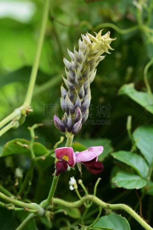 野葛,活力,健康保健,自然界的状态,药,替代医药,葛根,食品,野生动物,草